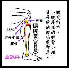 陽陵泉穴(屬「膽經」) @ 老玩童玩老童玩:: 痞客邦::