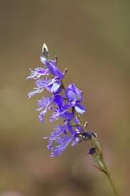 Image result for Disa baurii