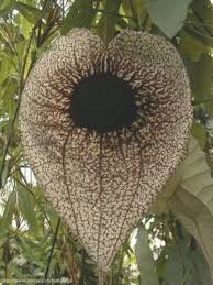 Image result for Faurea rochetiana