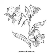 Vector bouquet with black and white hand drawn chrysanthemum flowers in sketch style. Hand Drawn Flowers Free Vector