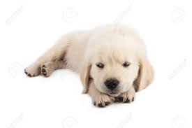 Aktuell ist kein züchter dieser rasse bei welpen.de vertreten. Eine Niedliche Weisse Golden Retriever Welpen Zur Festlegung Und Verdrehte Die Augen Auf Die Seite Mit Einem Irritierten Ausdruck Lizenzfreie Fotos Bilder Und Stock Fotografie Image 27756220