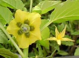 The anther is the part of the organ that produces pollen, and the filaments hold up the anthers. Promiscuously Pollinated Tomatoes And The Bees That Make Them Possible Mason Bees Forum At Permies