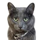 Korat cat. Description, features, care and price of the ...