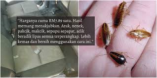Check spelling or type a new query. Geram Banyak Lipas Dalam Kereta Lelaki Ini Beli Perangkap Lipas Tak Sampai 10 Ringgit Pon Lebih Praktikal Dan Berkesan Siakap Keli News