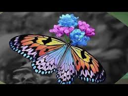 Picture of violet blue butterfly , isolated on white stock photo, images and stock photography. Beautiful Colorful Butterflies Hd1080p Youtube