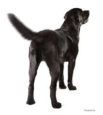 Why Do Dogs Wag Their Tails
