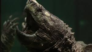 Feeding my baby snapping turtle godzilla! Alligator Snapping Turtle Stock Video Footage 4k And Hd Video Clips Shutterstock