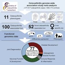 Your muscles need several reps with lighter weighs. Deciphering Osteoarthritis Genetics Across 826 690 Individuals From 9 Populations Sciencedirect