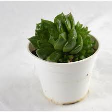 Nonostante siano presenti alberi, arbusti e altri tipi di piante che hanno qualche parte succulenta, in quanto tali ci riferiamo solo a cactus e piante grasse. Pianta Grassa Haworthia Mirabilis