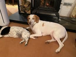 We are urgently looking for...