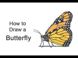 I'll make little detail lines. How To Draw A Butterfly Monarch Side View Youtube
