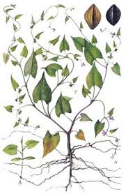 Image result for Fallopia convolvulus