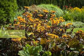 Image result for Lellingeria oosora