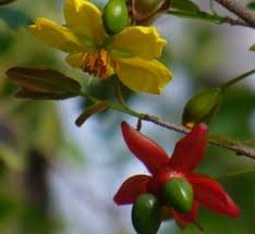 Image result for Ochnaceae