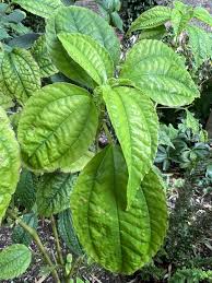 Image result for Pilea angolensis