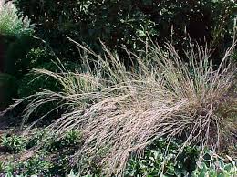 Image result for Andropogon ligulatus