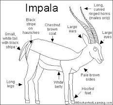 Maybe you would like to learn more about one of these? How To Draw An Impala Step By Step For Kids Google Search Impala African Antelope Rare Animals