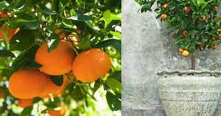 Mandarin lime trees have a spreading drooping habit with dull green foliage that can attain heights of 20 feet (6 m.). Tangerine Tree Care Learning To Grow Tangerines