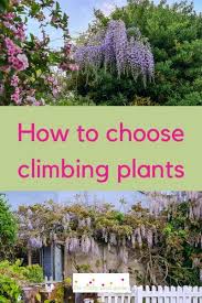 Growing vegetables vertically on a trellis offers many benefits. How To Choose The Best Climbing Plant For Your Garden The Middle Sized Garden Gardening Blog