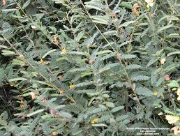 Image result for Chamaecrista