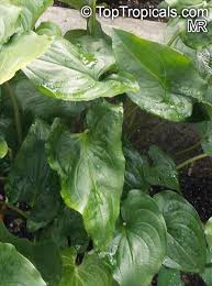 Image result for Cyanastrum