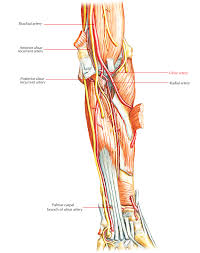 Easy Notes On Arteries Of The Upper Limb Learn In Just 4