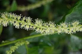 Image result for Phytolacca dodecandra