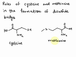 Is Methionine Involved With The Formation Of Disulfide Bonds In Proteins? -  Quora