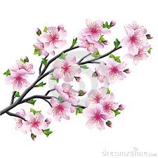 Japanese Tree Sakura Cherry Blossom Isolated Cherry Blossom Drawing Cherry Blossom Art Cherry Blossom Tattoo