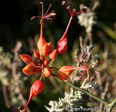 Image result for Cadaba