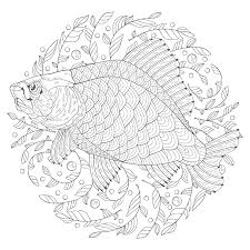 1125 x 1600 file type. Hand Drawn Decorated Cartoon Crucian On Algae Image For Coloring Pages Vector Illustration Tasmeemme Com