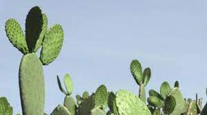 These are also some of the only notable features you can expect to see in a sea of sand. Ask A Scientist Why Does A Cactus Have Needles