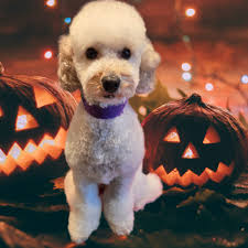 Does your dog need an Autumn groom 🍂 🐶 a wash and blow? Nails trimmed? I  have availability throughout October & November and last few spaces  available for December. Book now Dan