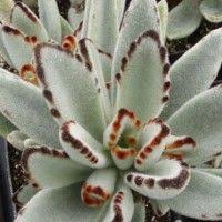 Kalanchoe Dorotheanthus Mountain Crest Gardens Succulents Plants Succulent Landscaping