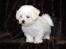Bichon Poo Puppies for Sale in Warrenton, Virginia ...