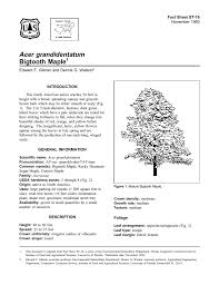 (bigtooth maple, aceraceae) populations occur in a wide range of montane habitats, especially protected canyons across western north america (little 1972; Acer Grandidentatum Bigtooth Maple Fact Sheet St 16 1