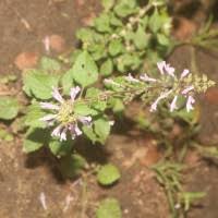 Image result for Orthosiphon thymiflorus