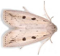 Image result for Chilodes maritima