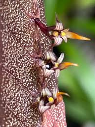 Image result for Bulbophyllum maximum