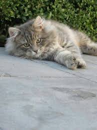 Pin By Sukran Gokhan On Chats Cats Siberian Cat Pretty Cats