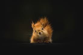 We leverage cloud and hybrid datacenters, giving you the speed and security of nearby vpn services, and the ability to leverage services provided in a remote location. The Staring Squirrel Iphone Wallpaper Idrop News