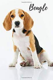 Home » coloring pages » 88 matchless beagle coloring pages. Beagle Animal Notebook For Kids Notebook For Coloring Drawing And Writing 110 Pages Blank 6 X 9 Animal Notebook Notebook Animal Journals Notebooks Amazon De Bucher