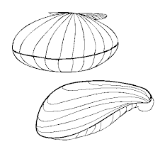 Clam shell on the beach: Clams Coloring Page Coloringcrew Com