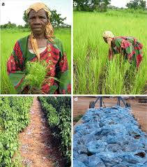 Image result for Rhamphicarpa