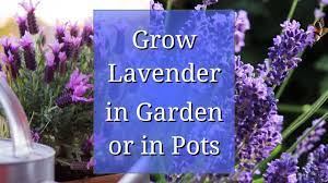 Lavender is one of the some of my oiler friends adviced me to add a drop of lavender into my mascara. 4 Types Of Lavender Plants Youtube