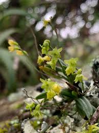 Image result for Angraecum sacciferum
