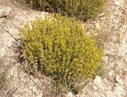 Image result for Anisosepalum alboviolaceum