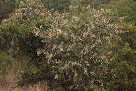 Image result for Tapinanthus quequensis