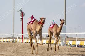 I think camels have more advantages than horses anyway. Next Stop The World Camel Christmas Fun