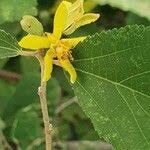 Image result for Grewia holstii